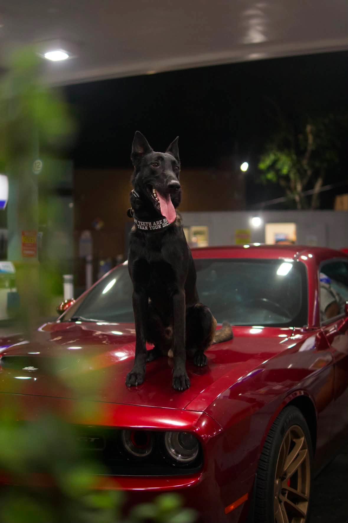 Enzo on a red Dodge Challenger