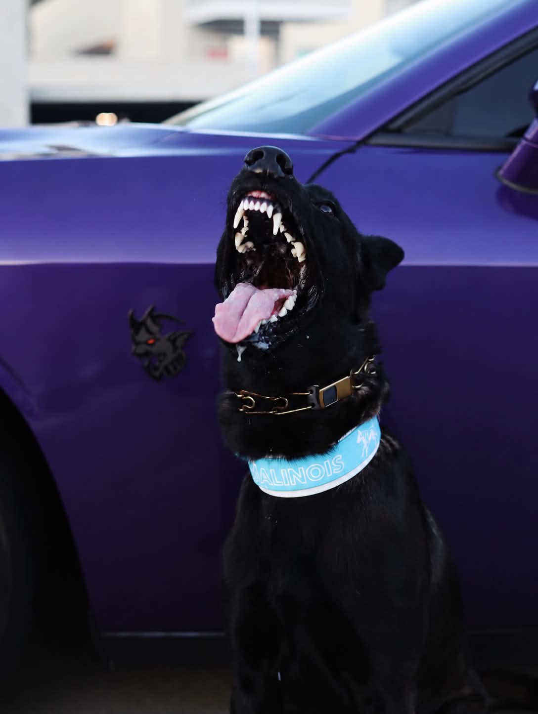 Enzo beside a purple car