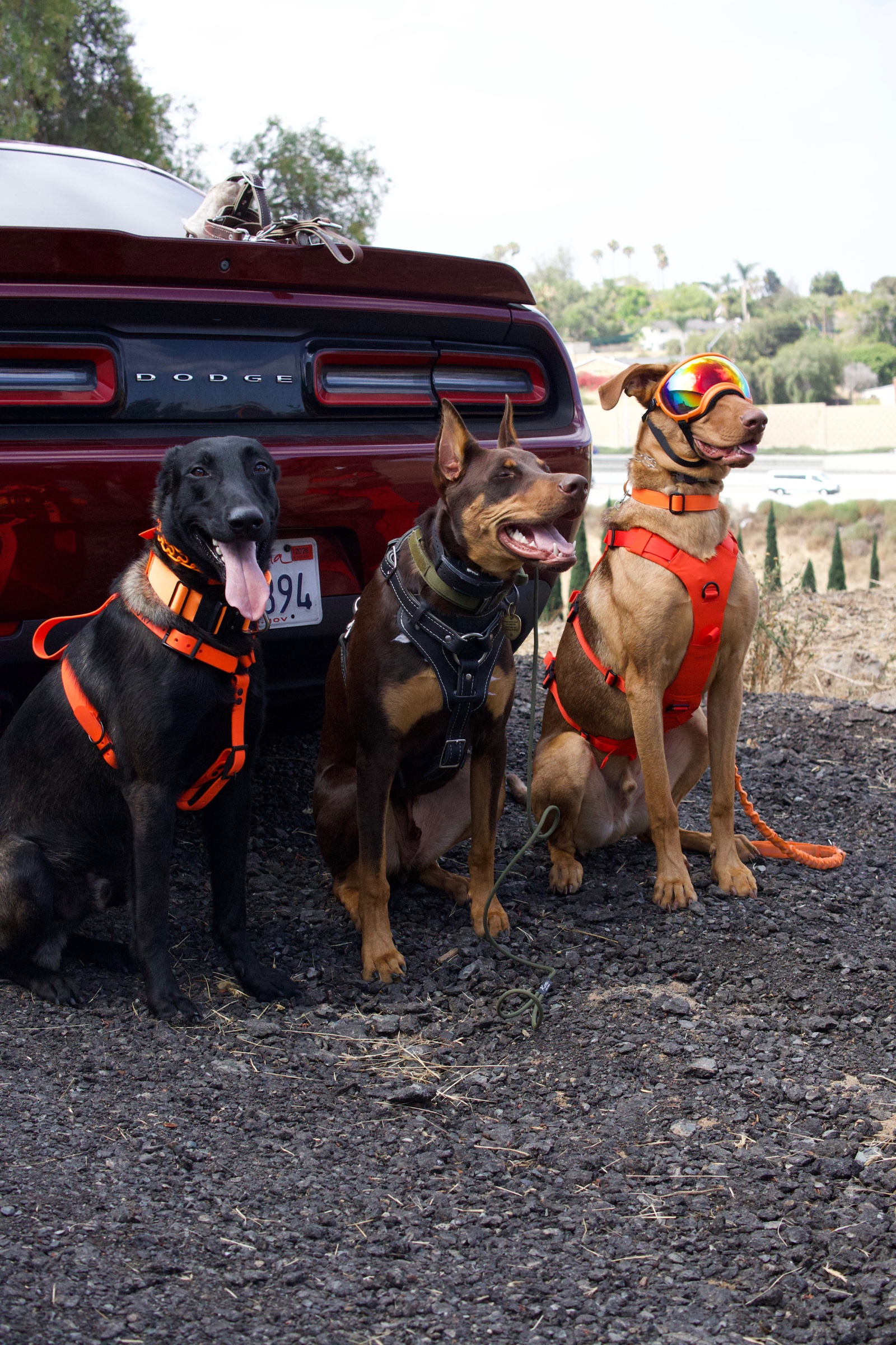 Dogs collection cover